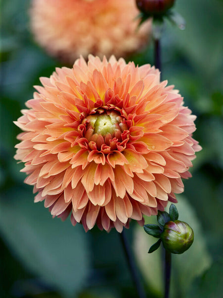 Dahlia 'Orange Impact' – Zetas Garden - Online Store