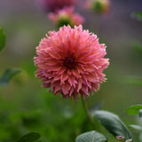 Dahlia 'Orange Fubuki'