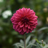 Dahlia 'Perch Hill'