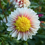 Dahlia 'Polka'