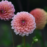 Dahlia 'Romance'