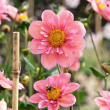 Dahlia cuttings 'Strawberry Bon Bon' 2-pack