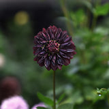 Dahlia 'Sturm Black Pearl'