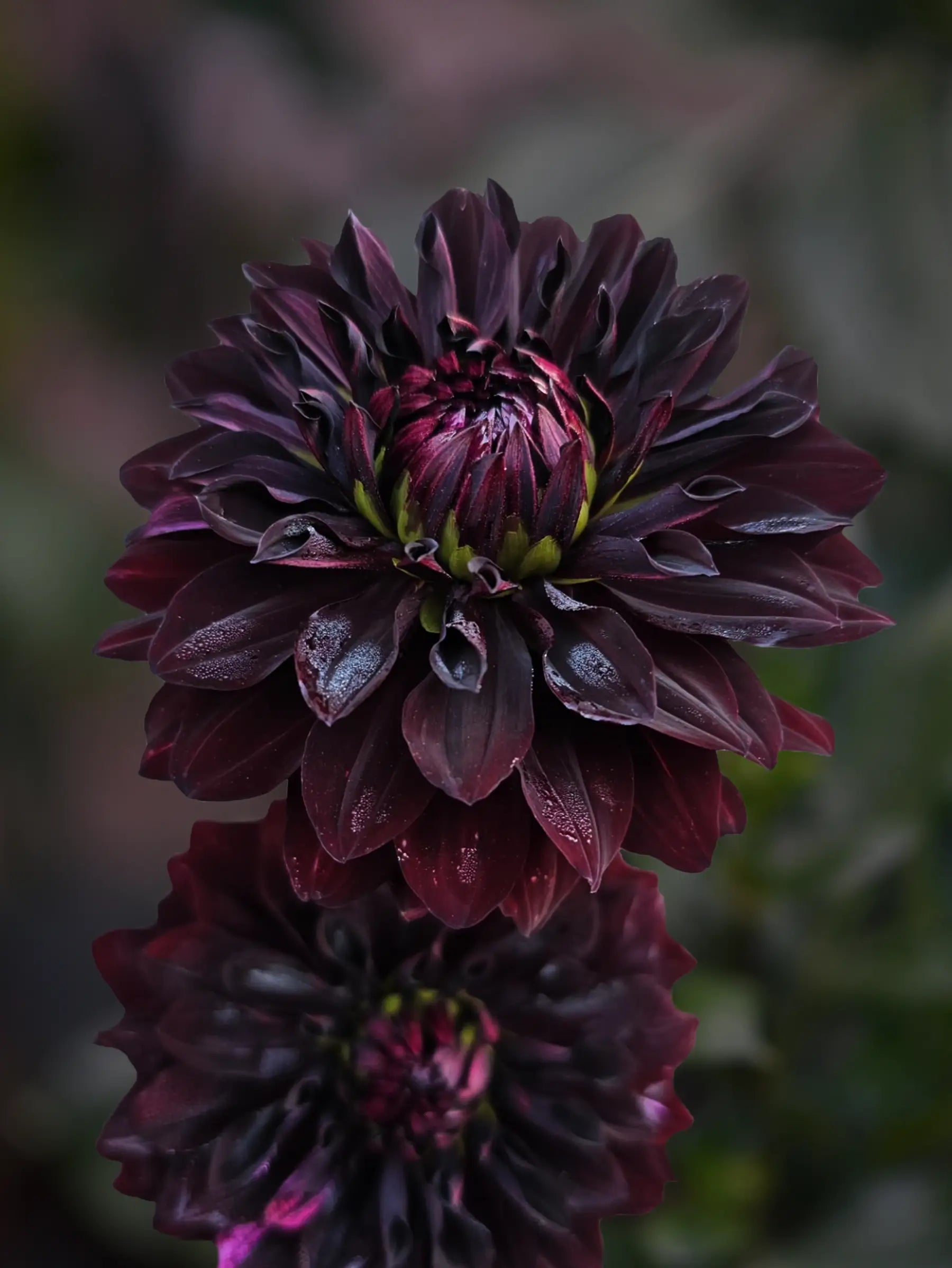 Dahlia 'Sturm Black Pearl'