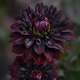 Dahlia 'Sturm Black Pearl'