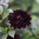Dahlia 'Sturm Black Pearl'