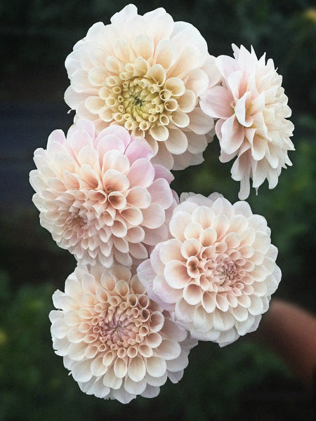 Dahlia_SweetNathalie_7b1b4470-