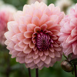 Dahlia 'Sweet Sanne'