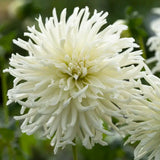 Dahlia 'White Star'