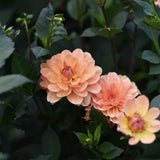 Dahlia 'Apricot Desire'