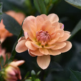 Dahlia 'Apricot Desire'