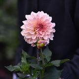 Dahlia 'Beauty Queen'