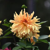Dahlia 'Big Brother'