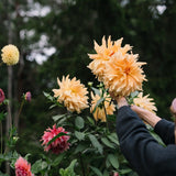 Dahlia 'Big Brother'