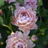 Dahlia 'Hapet Old Charm'
