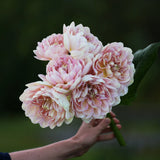 Dahlia 'Hapet Old Charm'