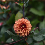 Dahlia 'High Fidelity'