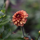 Dahlia 'High Fidelity'