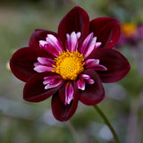 Dahlia 'Joyful Investment'