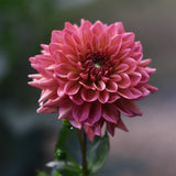 Dahlia 'Klara Zak'