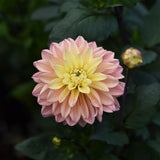 Dahlia 'Mondriaan'