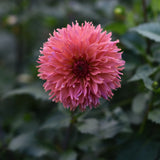 Dahlia 'Orange Fubuki'
