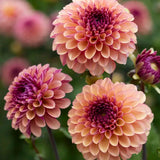 Dahlia 'Palmares'