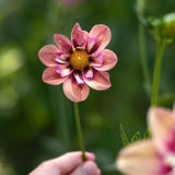 Dahlia 'Rhubarb and Custard'