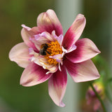 Dahlia 'Rhubarb and Custard'