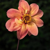 Dahlia 'Schipper's Bronze'