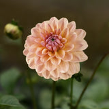 Dahlia 'Sturm Sweet Maria'