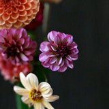 Dahlia Mix 'Petal Dusk'