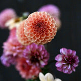 Dahlia Mix 'Petal Dusk'