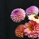 Dahlia Mix 'Petal Dusk'
