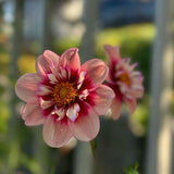 Dahlia cuttings 'Rhubarb & Custard' 2-pack