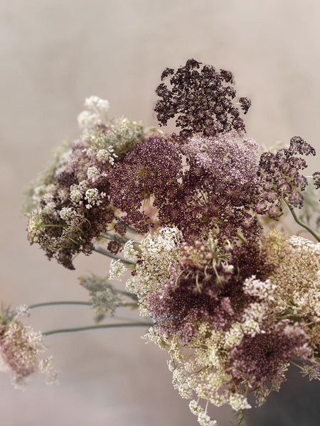 Wild Carrot 'Dara' – Zetas Garden - Online Store