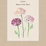 Flower carrot 'Dara'