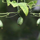 Djungelgurka 'Mouse Melon'