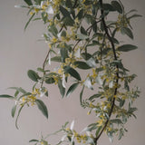 Hand Wash 'Silverberry' 300 ml