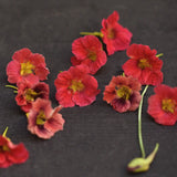 Nasturium 'Jewel Cherry Rose'