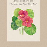 Nasturium 'Jewel Cherry Rose'