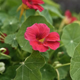 Nasturium 'Jewel Cherry Rose'