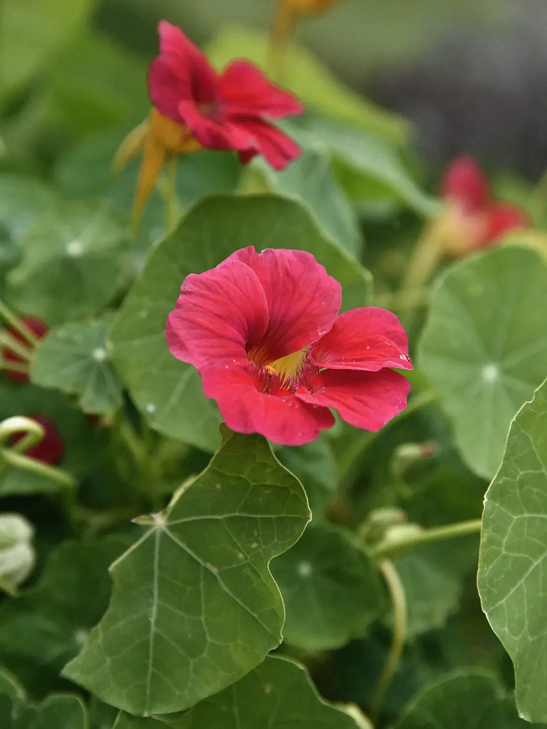 cherry rose jewel nasturtium seeds Nasturium 'Jewel Cherry Rose' – Zetas Garden