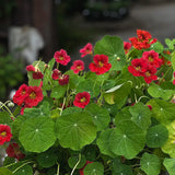 Nasturium 'Jewel Cherry Rose'