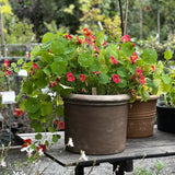Nasturium 'Jewel Cherry Rose'