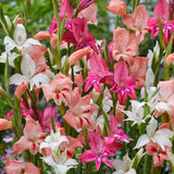 Sword Lily Gladioulus nanus 'Mixed'