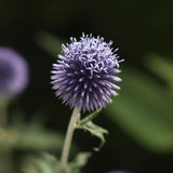 Bolltistel 'Blue'