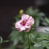 Butterfly Ranunculus 'Butterfly Thiva'®
