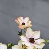 Butterfly Ranunculus 'Butterfly Hestia'®