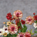 Butterfly Ranunculus 'Butterfly Musa'®